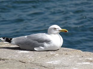 Goéland à quai